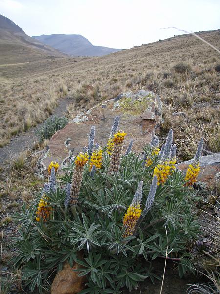 Illampu Trek (98).JPG